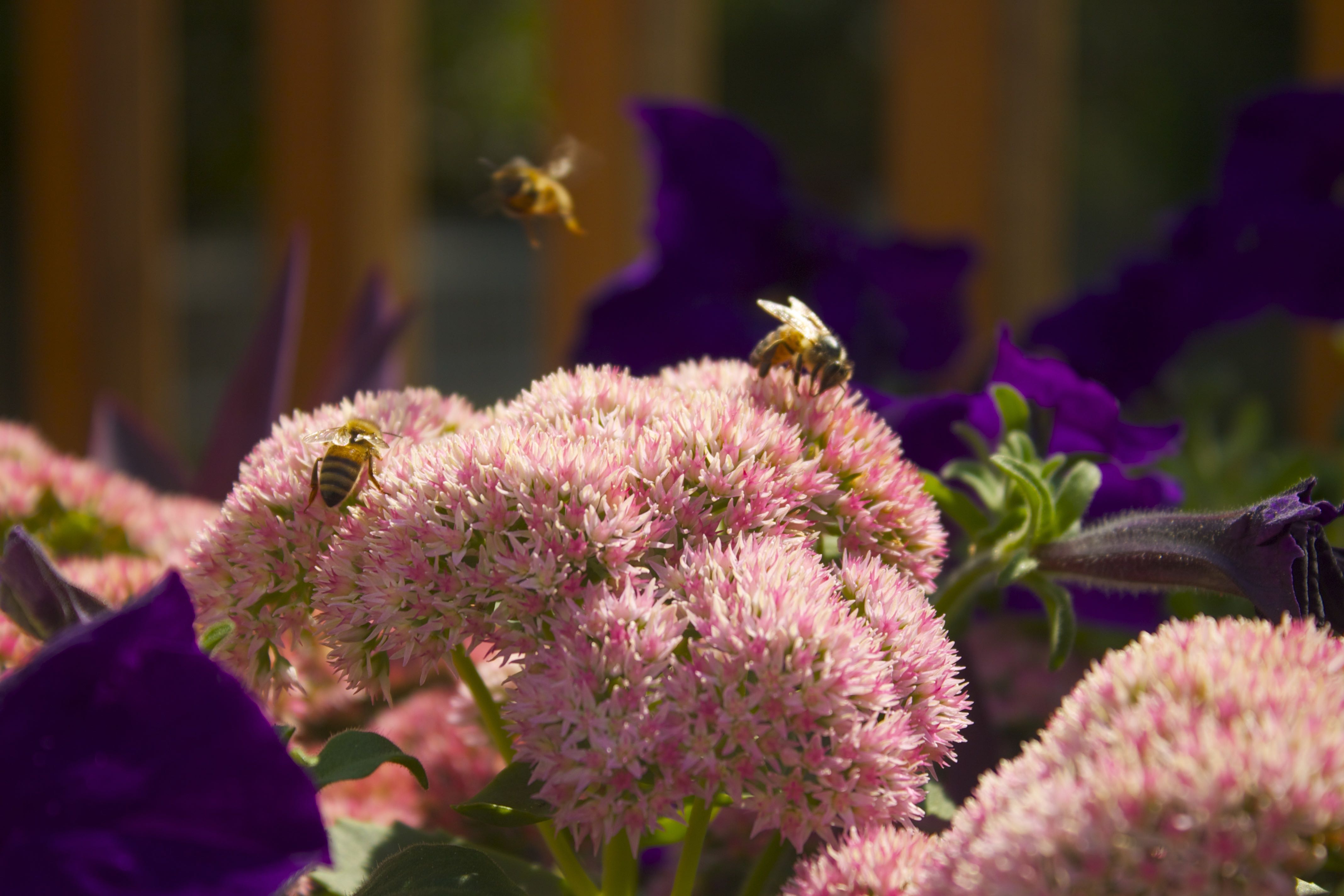 Bees