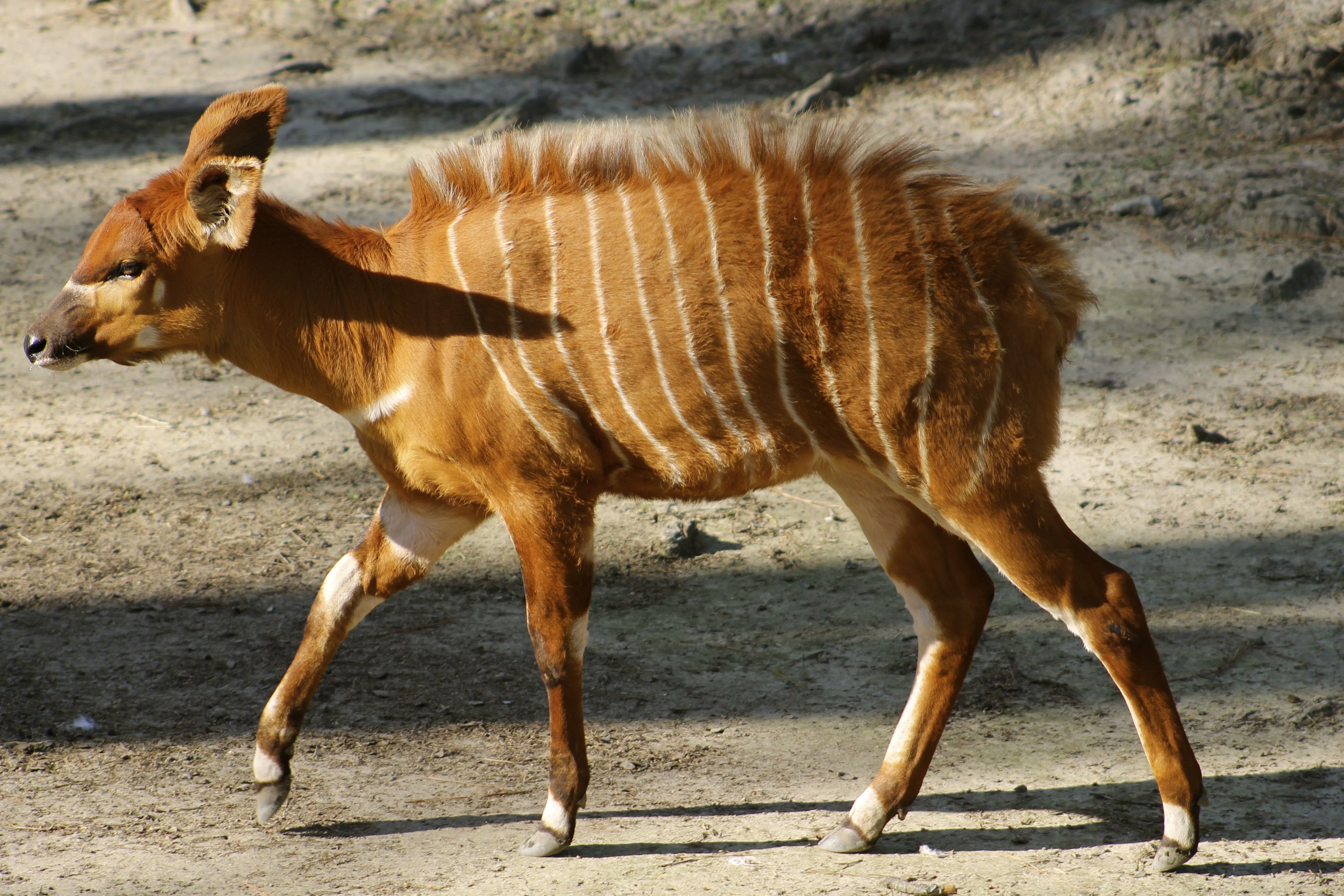 Calf