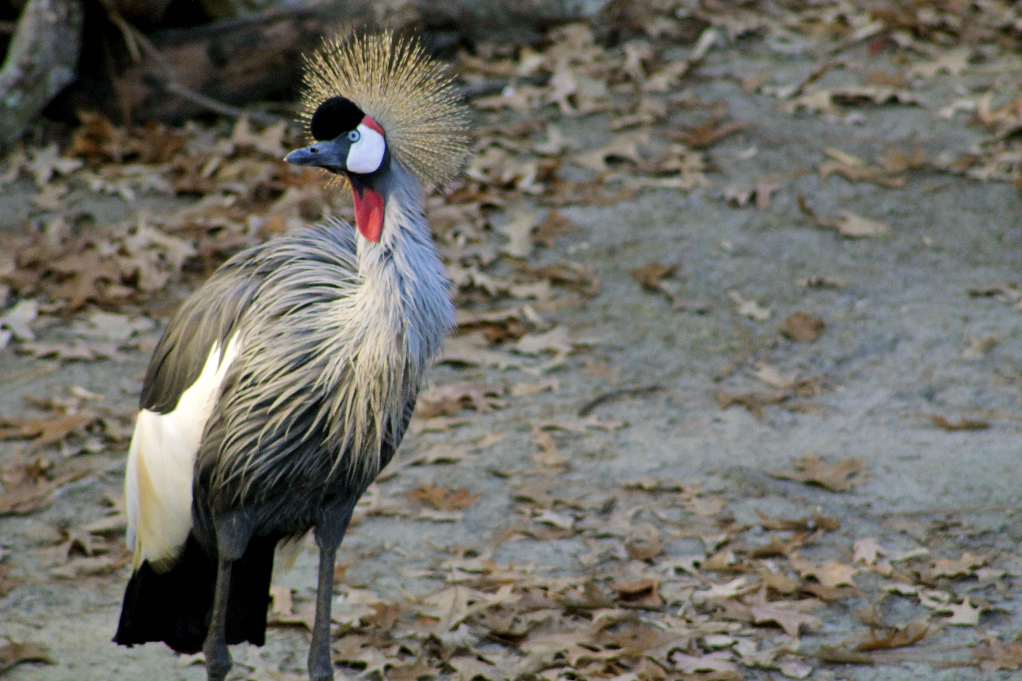 Crane