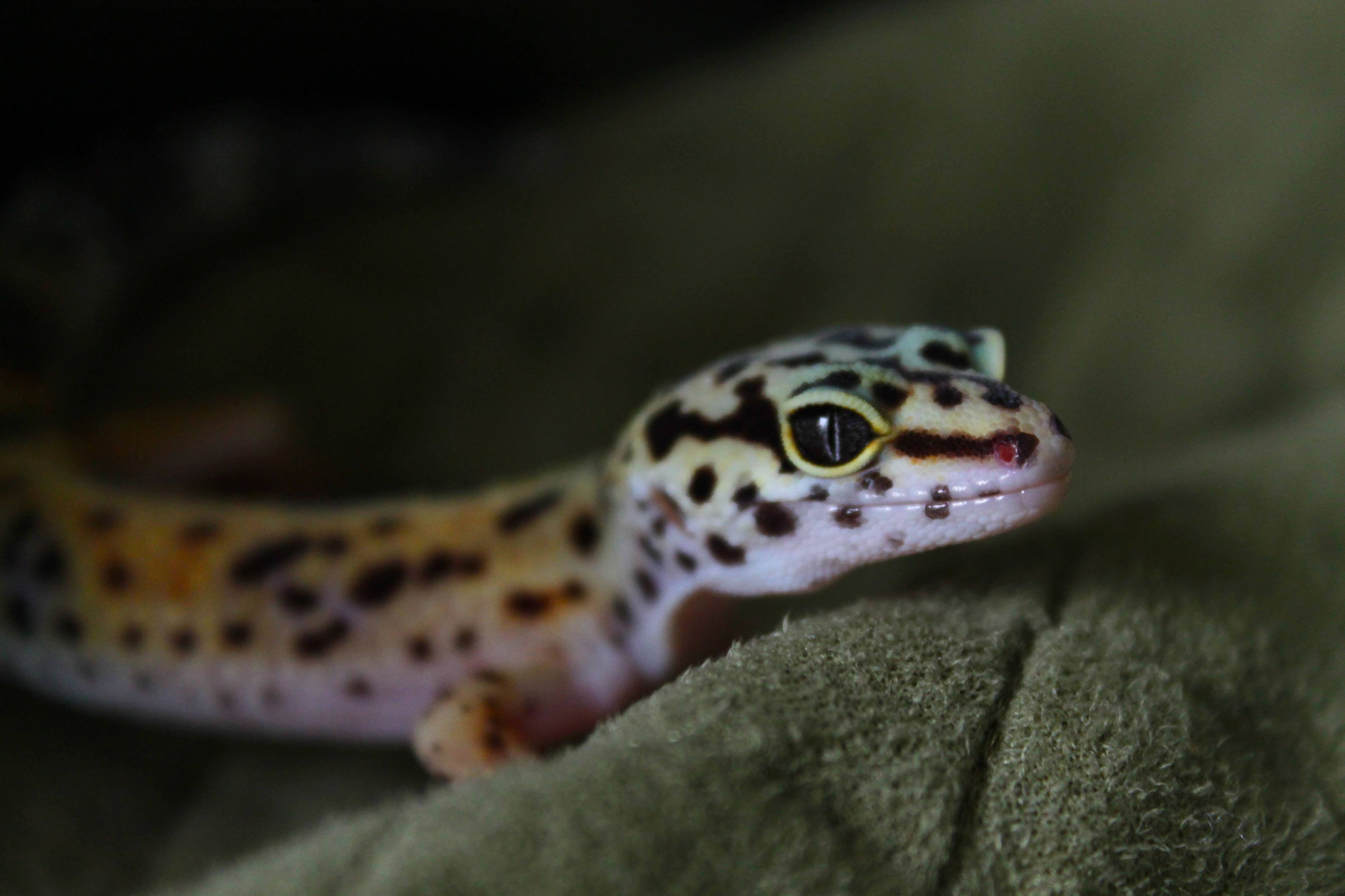 Gecko