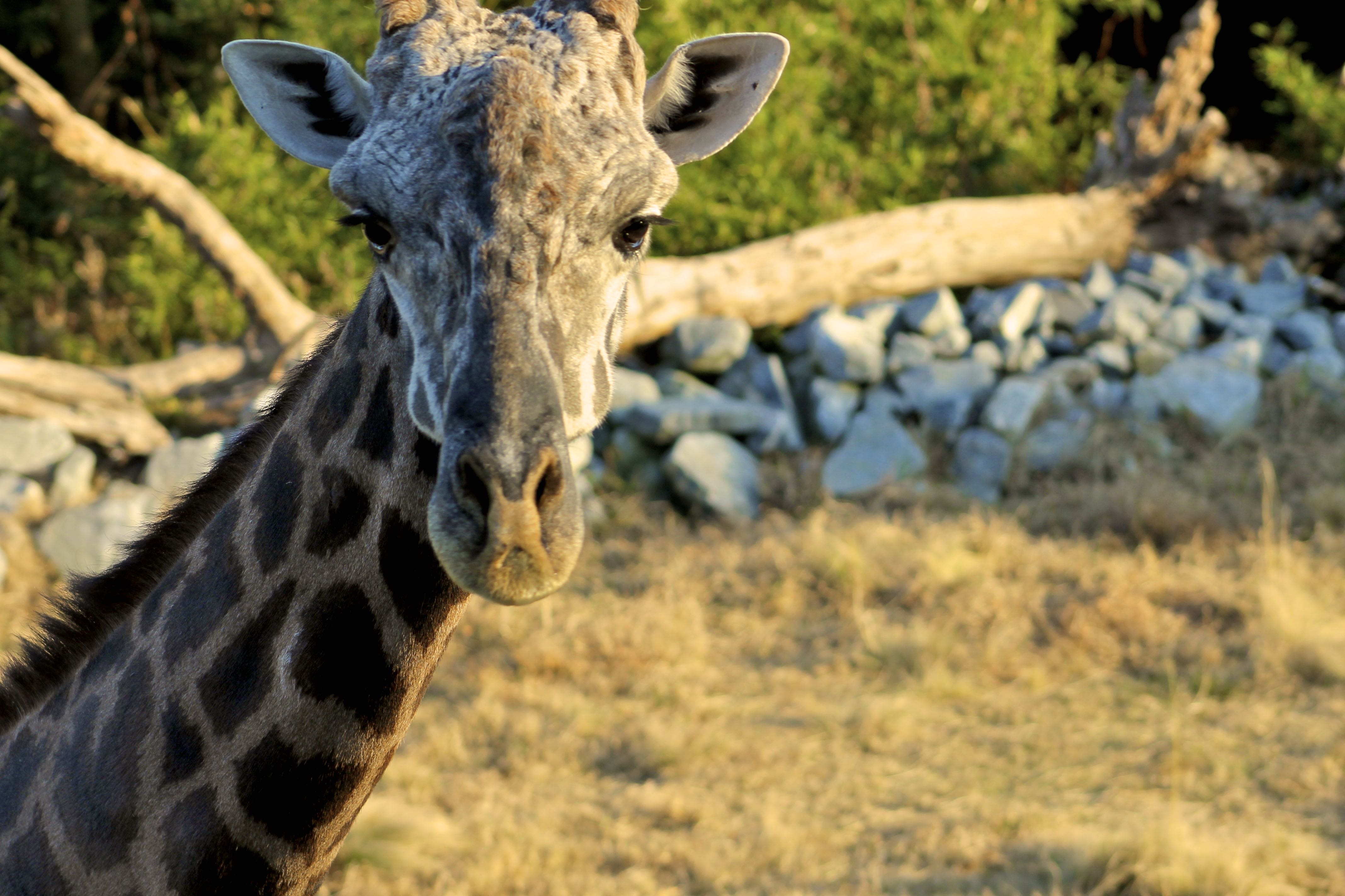 Giraffe