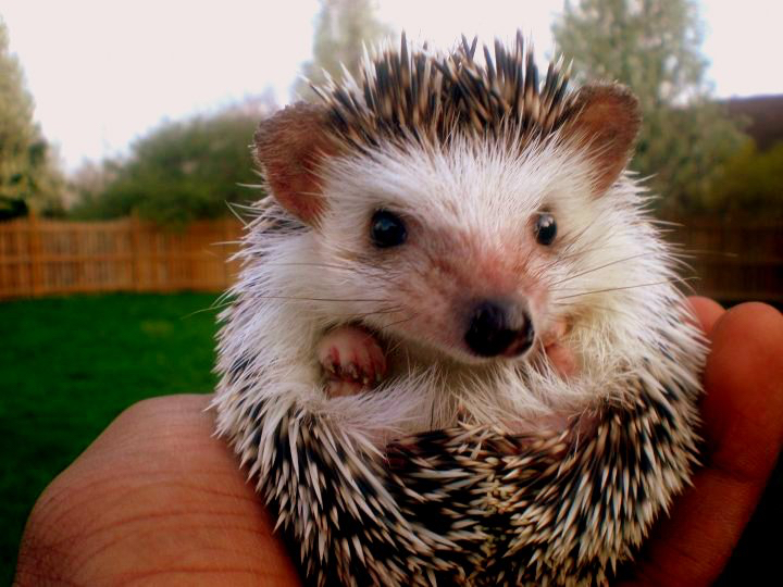 Hedgehog