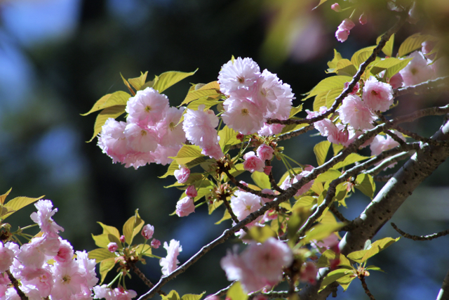 Norfolk Botanical Garden